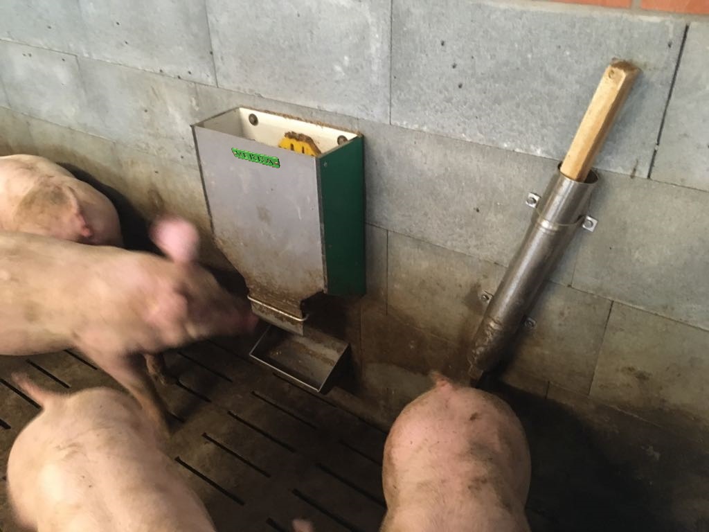 dosificador de pienso en gránulos para lechones y cerdos de engorde