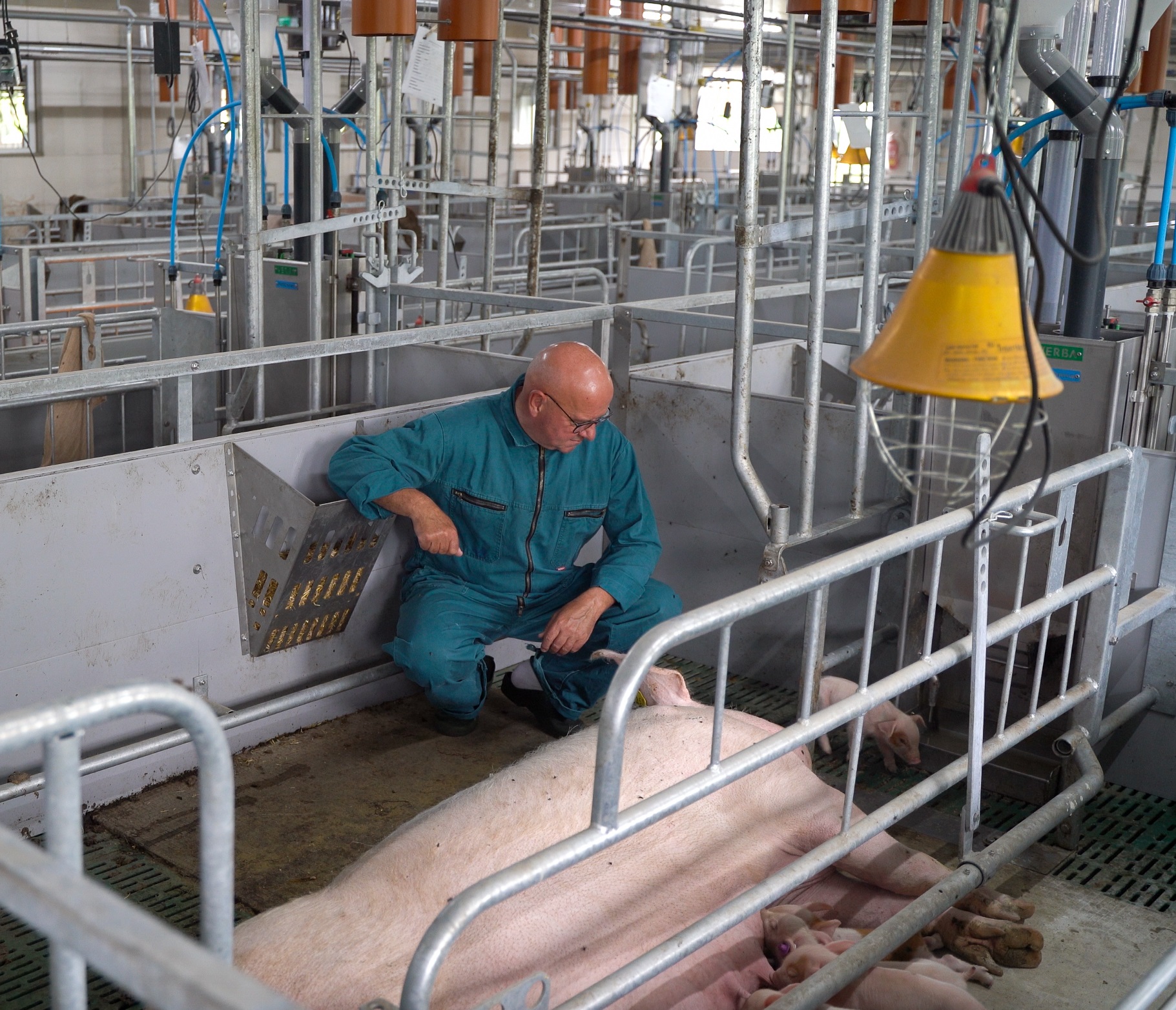 Criadero de gallinas en libertad con Geert van Sambeek
