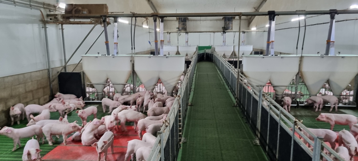 Comedero para lechones Mewaco Duo de Bellgrove Pork (Australia)