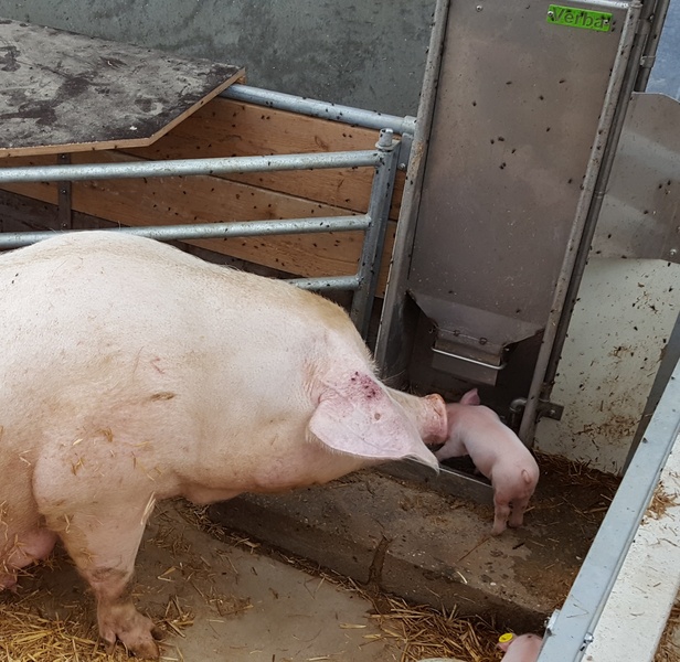 Cerda KZB Familie Feeder con lechón en una granja ecológica